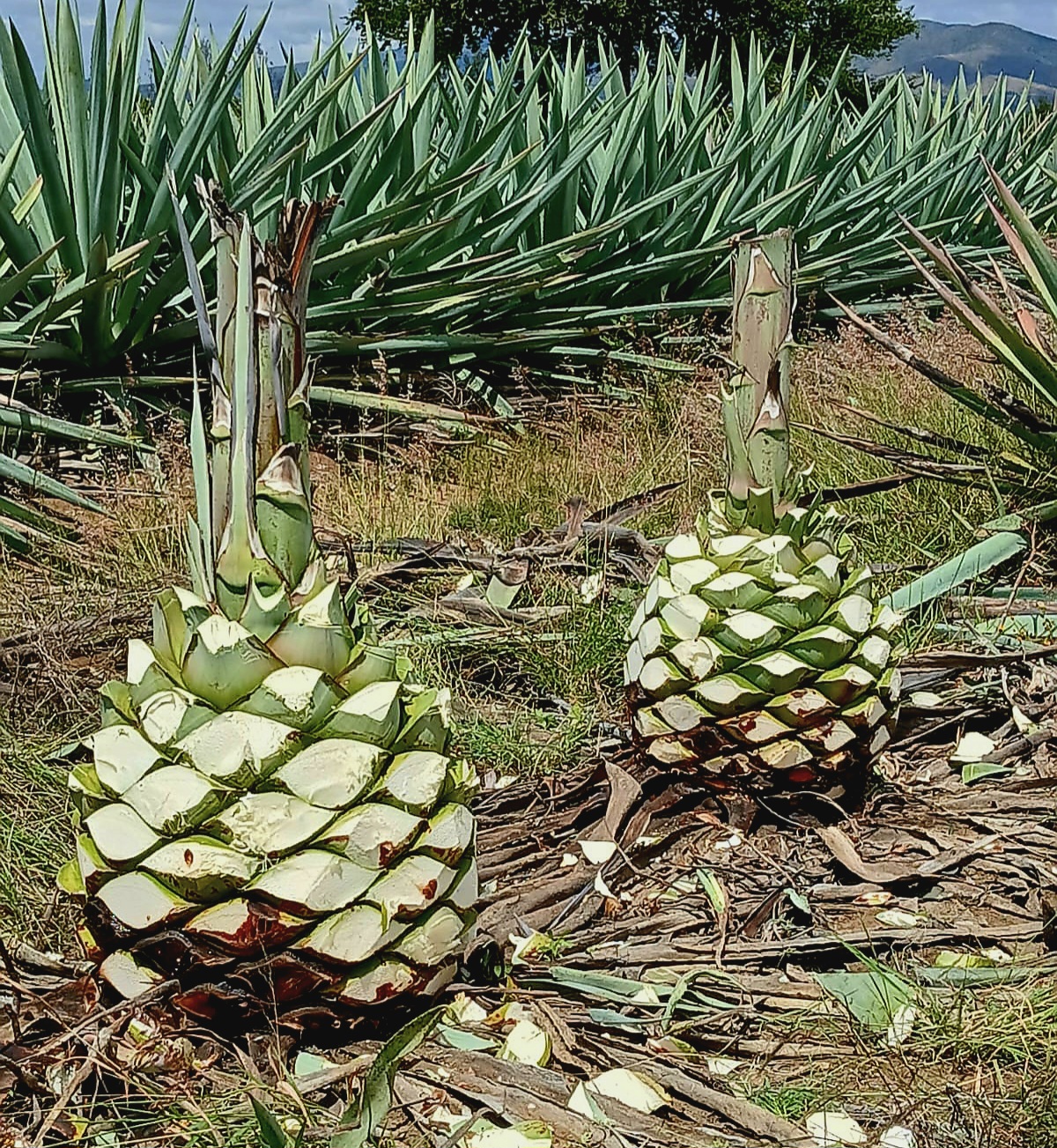 Agaves Cortados