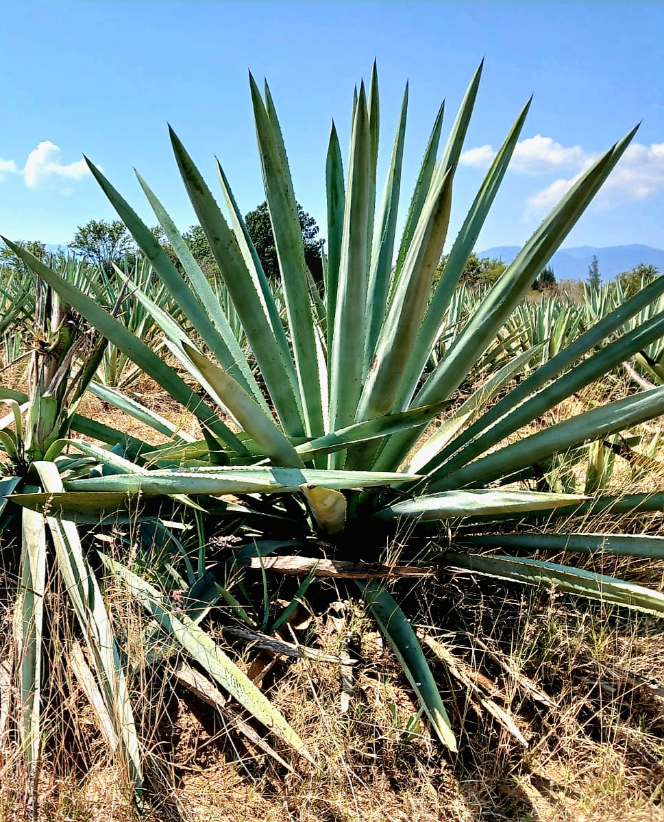 Botella Cerro Brujo Espadín