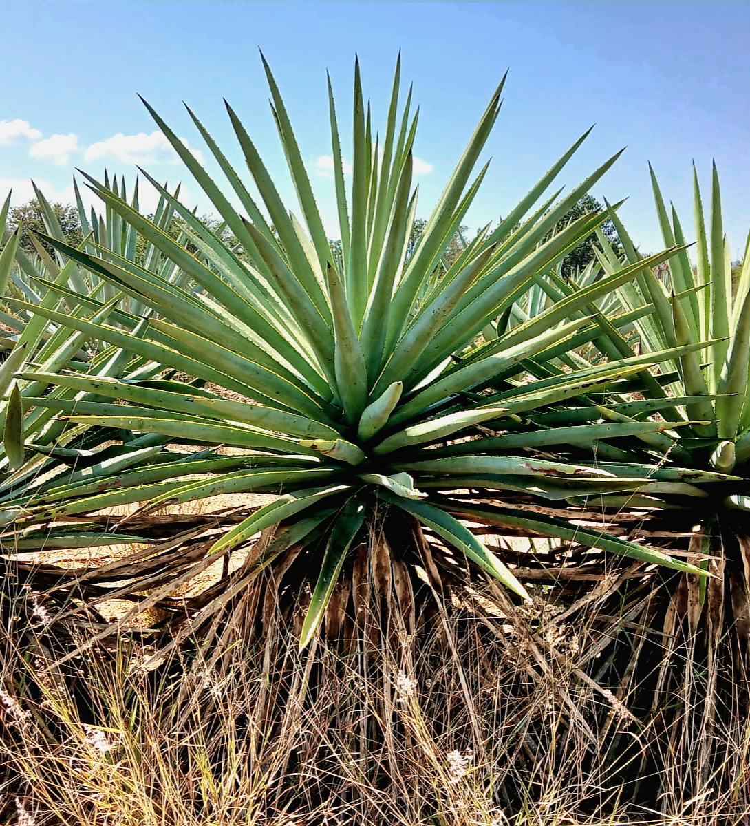 Botella Cerro Brujo Madrecuishe