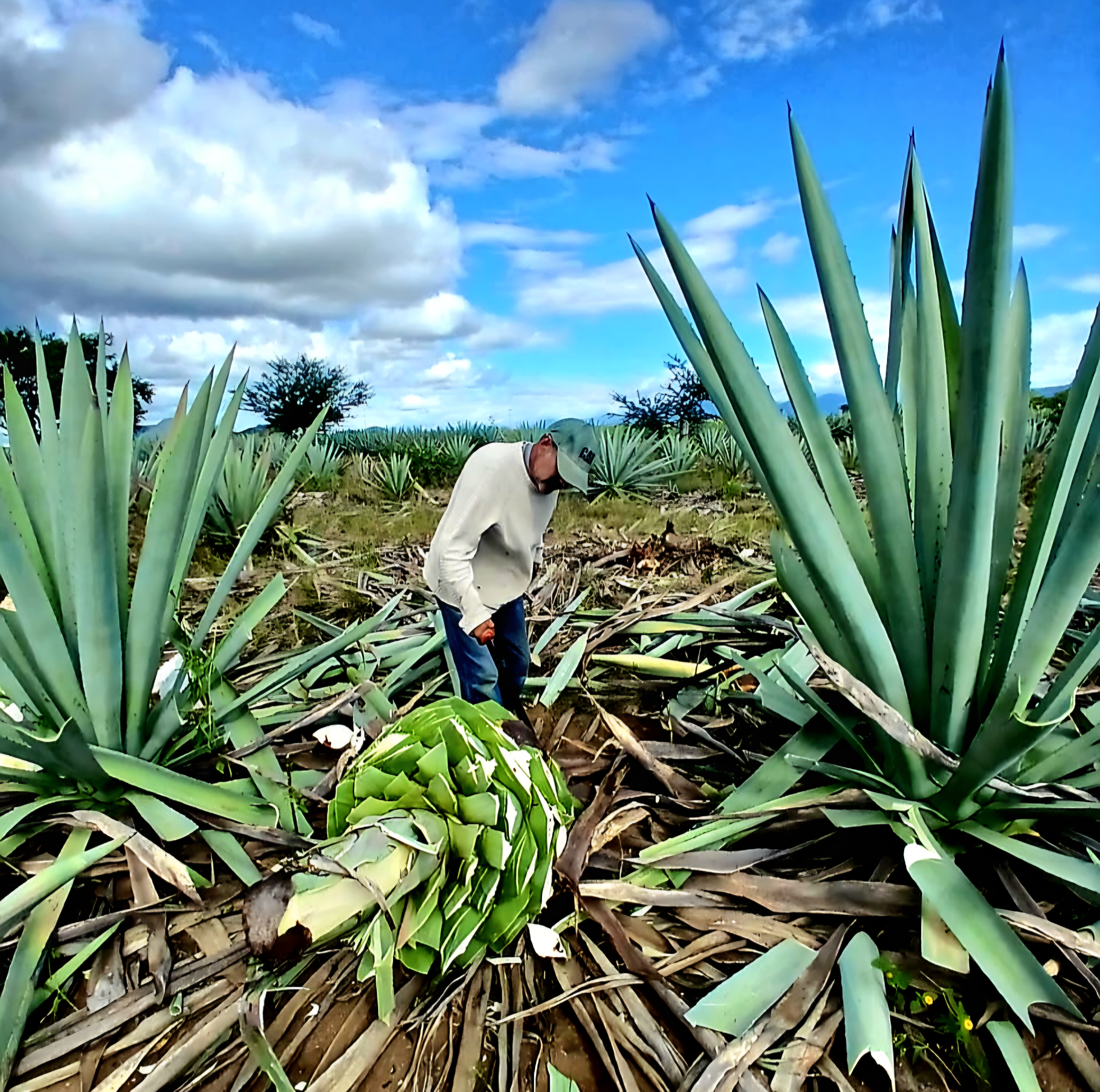 Maestro mezcalero de Cerro Brujo